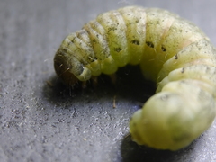 Mamestra brassicae