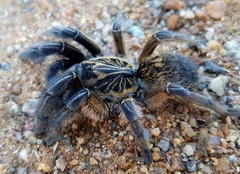 Ceratogyrus dolichocephalus