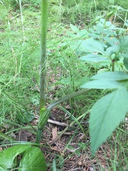 Angelica sylvestris