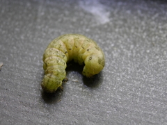 Mamestra brassicae