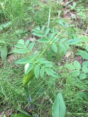 Angelica sylvestris