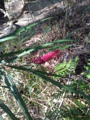 Grevillea longifolia