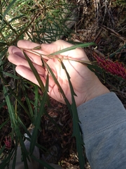 Grevillea longifolia