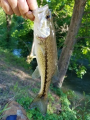 Micropterus henshalli