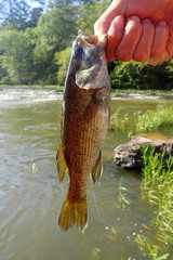 Micropterus tallapoosae