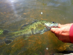 Micropterus tallapoosae