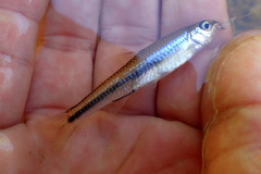 Notropis texanus