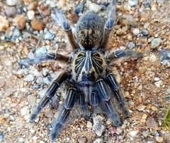 Ceratogyrus dolichocephalus