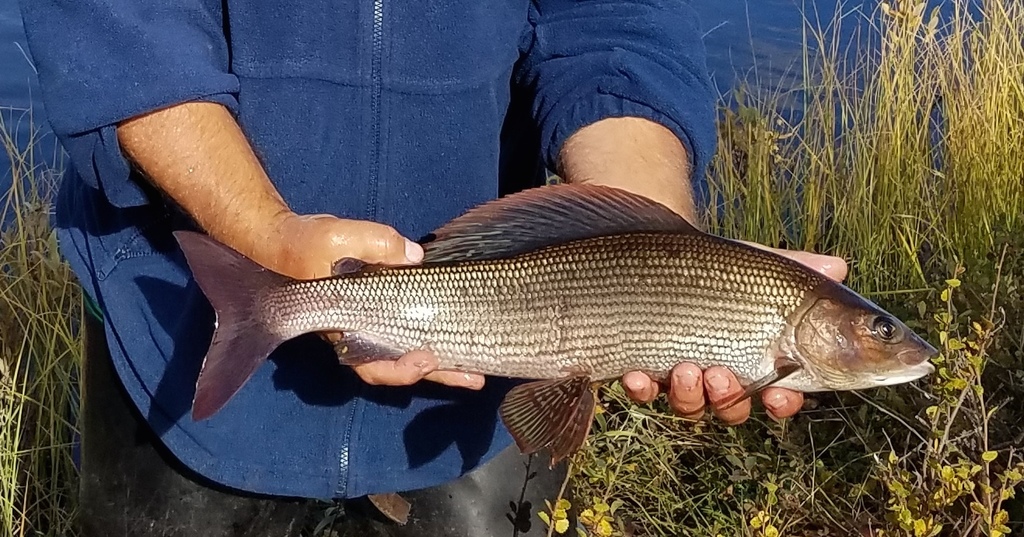European Grayling Thymallus Thymallus Marine Life Identification European Grayling Thymallus Thymallus Marine Life Identification