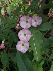 Convolvulus arvensis