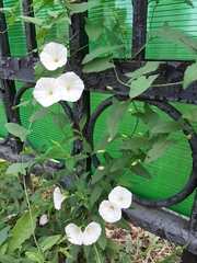 Convolvulus arvensis