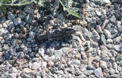 Dracotettix monstrosus