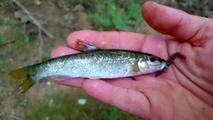 Campostoma oligolepis