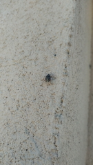 Holcogaster fibulata