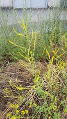 Melilotus officinalis