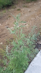 Artemisia sieversiana