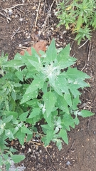 Chenopodium album