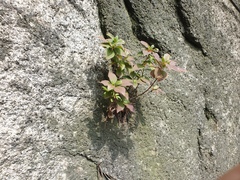 Rhododendron mucronulatum