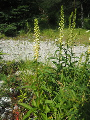 Digitalis micrantha