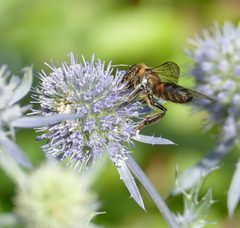 Andrena rosae