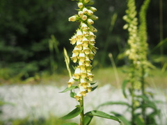 Digitalis micrantha