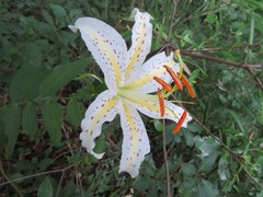 Lilium auratum