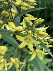 Lysimachia davurica
