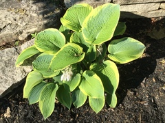 Hosta