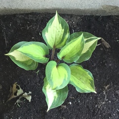 Hosta