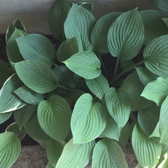 Hosta
