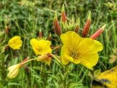 Oenothera glazioviana