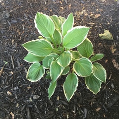 Hosta