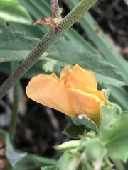 Malvastrum aurantiacum