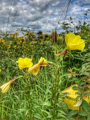 Oenothera glazioviana