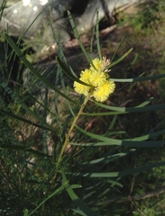 Acacia elongata