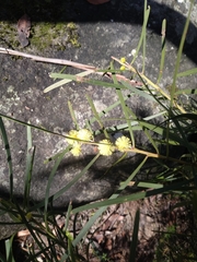 Acacia elongata