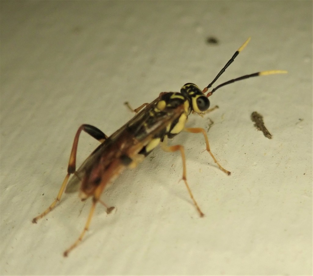 Macrophya varia