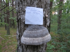 Fomes fomentarius
