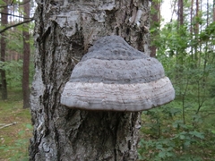 Fomes fomentarius