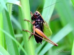 Zeuneriana abbreviata