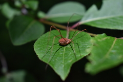 Leiobunum ventricosum