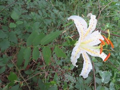 Lilium auratum