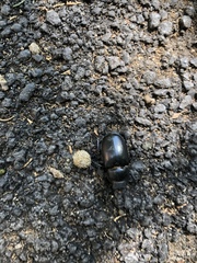 Lucanus