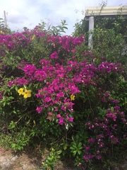 Bougainvillea