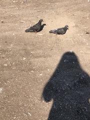 Columba livia domestica