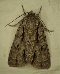 Acronicta impressa