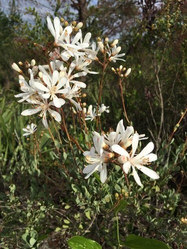 Ericoideae image
