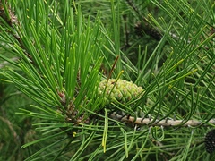 Pinus densiflora