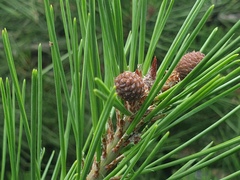 Pinus densiflora