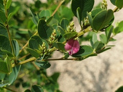 Lespedeza cyrtobotrya